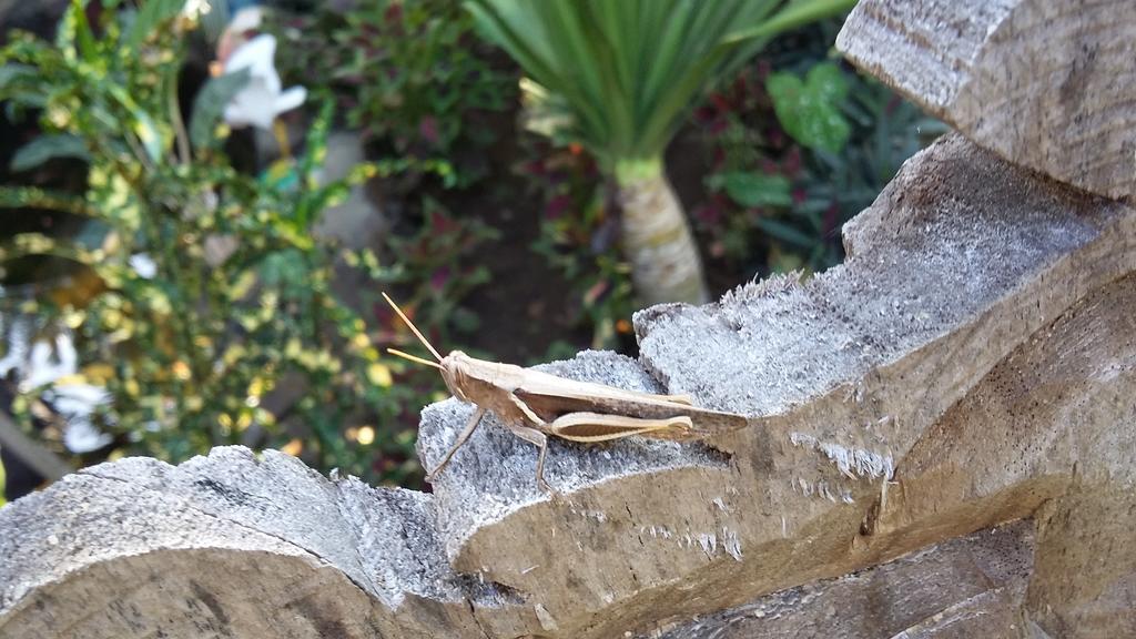 Khoo Villa Senggigi Dış mekan fotoğraf